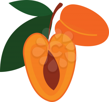 Two cartoon orange apricots vector illustartion on white background