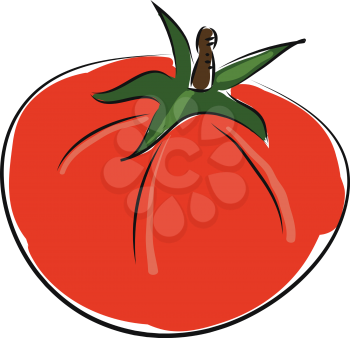 Cartoon red tomato vector illustration on white background