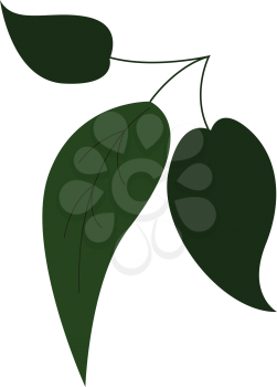 Three green leafesillustration vector on white background