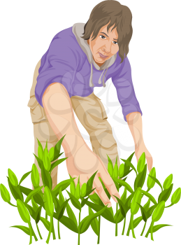 Vector illustration of man plucking vegetables in farm.