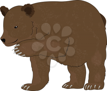 Bear or Ursus arctos, Brown, vector illustration