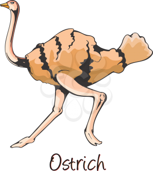 Ostrich, Running, Color Illustration