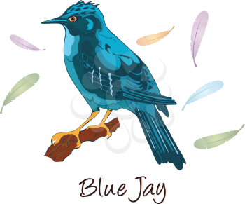 Blue Jay, Perched on a Branch, Color Illustration