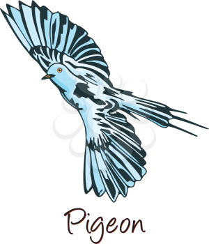 Pigeon in Flight, Color Illustration