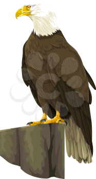 Vector illustration of bald eagle.