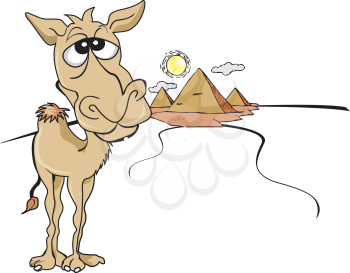 Funny Brown Camel, in the Sunny Egyptian Desert and Pyramids, vector illustration