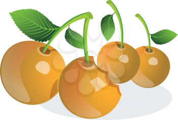 Cherry or Prunus sp., Fruit, Orange, Whole and Bitten, vector illustration
