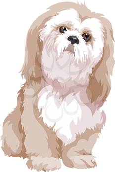 Vector illustration of bolognese dog