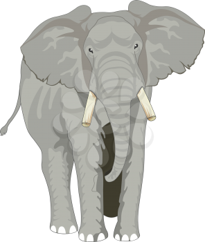 Elephant, Gray, Facing Front, vector illustration