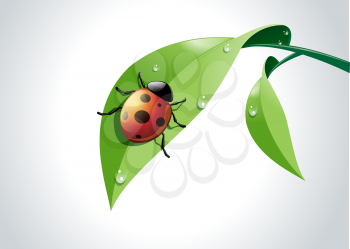 Vector illustration of ladybug on fresh green leaf.