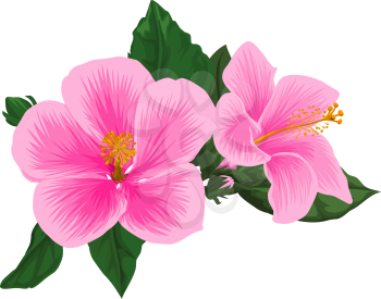 Vector illustration of fresh pink flower head.