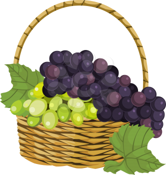 Vector illustration of fresh ripe grapes in basket.