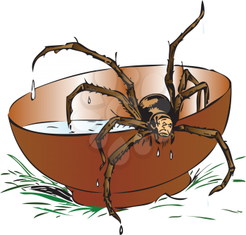 Illustration of a wet spider coming out of a brown bowl