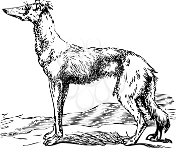 Old engraving of a Saluki or Borzoi dog, which are the oldest breed of hunting dogs. Scan from the Dictionnaire encyclopdique Trousset, also known as the Trousset encyclopedia, Paris 1886 - 1891
