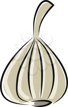 Garlic illustration 