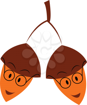 Two hanging acorns vector or color illustration
