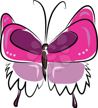 A pink butterfly vector or color illustration