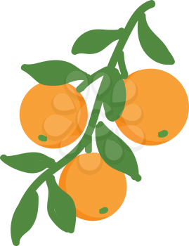 Orange illustration vector on white background 