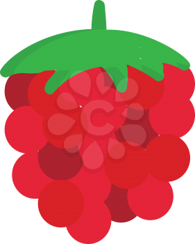Raspberry illustration vector on white background 