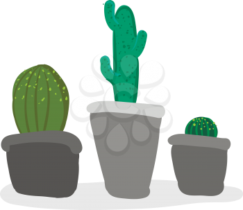 Indoor cactus pots vector or color illustration