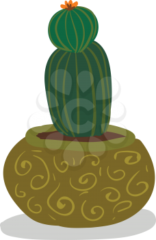 Indoor decoration plant cactus vector or color illustration