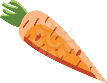 Baby orange carrot vector or color illustration vector or color illustration