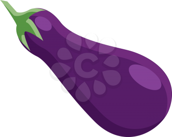 A farm fresh eggplant vector or color illustration