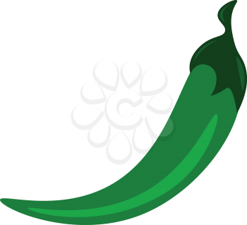 A long spicy green pepper vector or color illustration