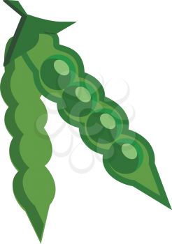 A fresh pea pod vector or color illustration