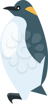 A beautiful penguin vector or color illustration