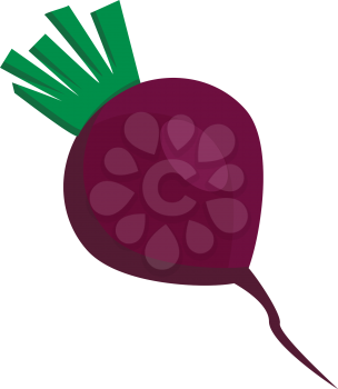A round red radish vector or color illustration