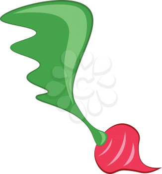 A farm fresh radish vector or color illustration