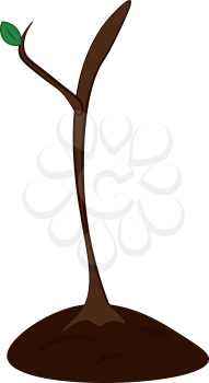 A sprouting tree vector or color illustration