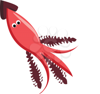 Squid a marine animal vector or color illustration