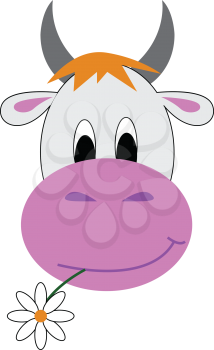 A white cow with two grey horns a pink nose chewing a flower vector color drawing or illustration 