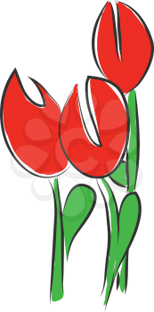 A red color daffodil with two big eyes and a green stem vector color drawing or illustration 