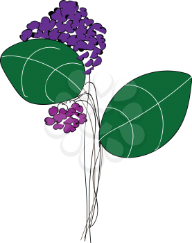 Line art of purple-colored flowers with two green leaves looks beautiful vector color drawing or illustration 