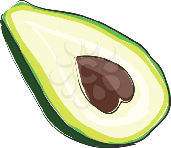 Drawing of a fresh large avocado which is cut slice showing its hard seed vector color drawing or illustration