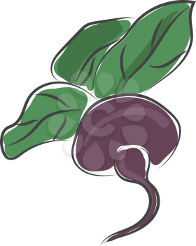 Drawing of a fresh beetroot with large leaves directly from the farm vector color drawing or illustration