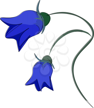 A beautiful painting of a two bright blue bellflowers vector color drawing or illustration
