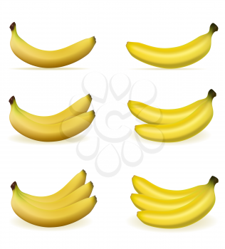 bananas realistic fresh and ripe stock vector illustration isolated on white background