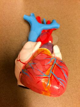 plastic heart model on table and held in hand with vivid red and blue color