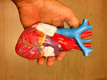 plastic heart model on table and held in hand with vivid red and blue color