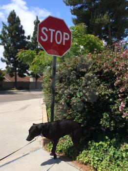 Stop sign on corner with dog and bush