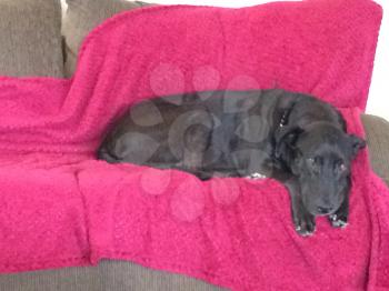 Black labrador on couchsleeping dog on pink red blanket