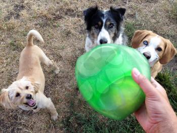 Cute dogs play ball in backyard on grass