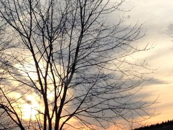 Bare Tree silhouette at sunset gold yellow on cold winter day