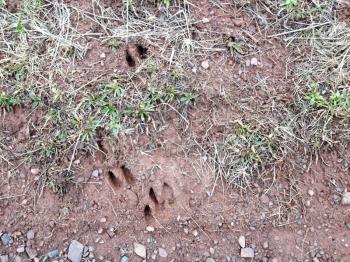 Deer tracks prints in mud of doe or buck tracking for hunting