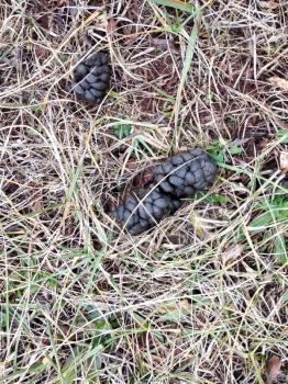 Deer droppings feces in field of doe or buck tracking for hunting by dog smell scent