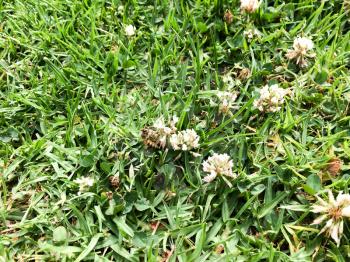 green grass lawn with small white bee flowers close up soft texture nature background